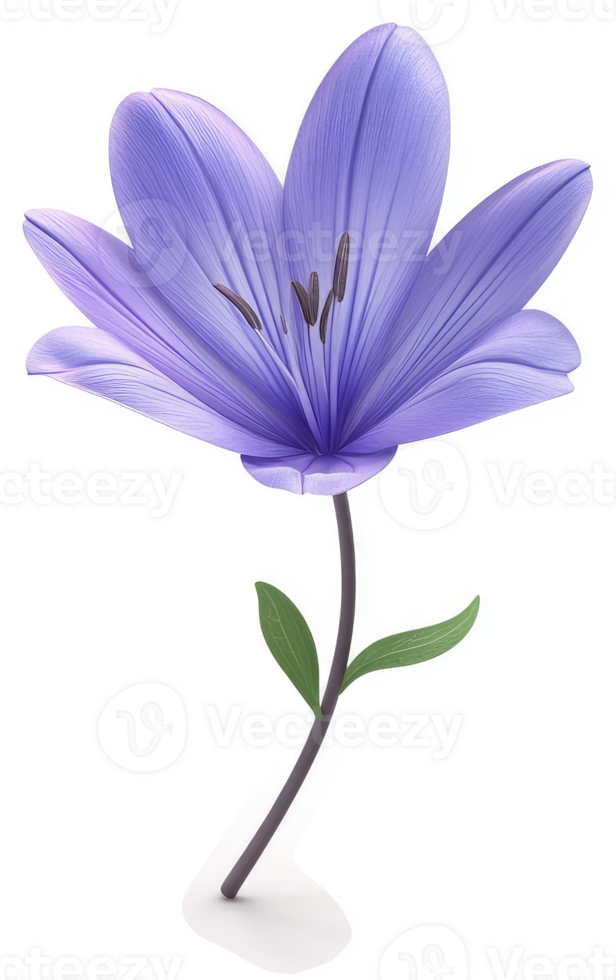Single, delicate, light purple lily blossom. png