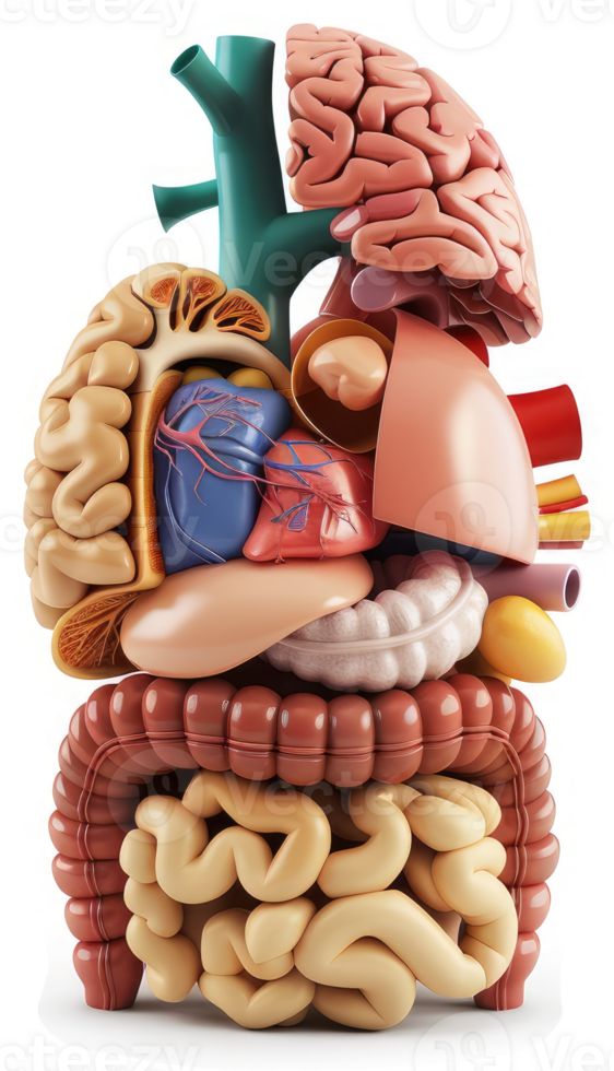 Human internal organs, displayed in a 3D anatomical model. png
