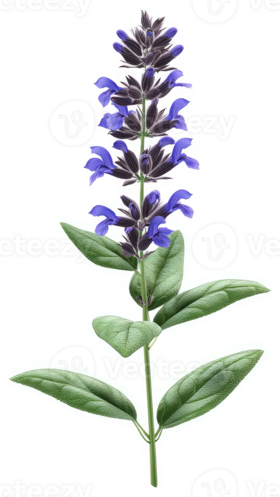 Vibrant purple sage flower with lush green leaves. png