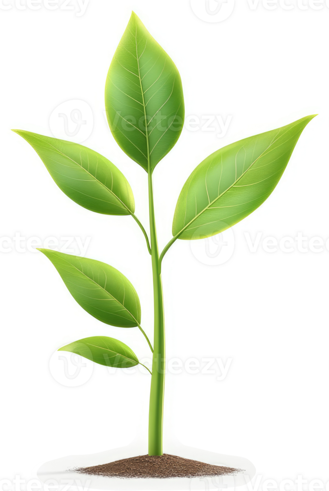 Green sprout emerging from soil. png