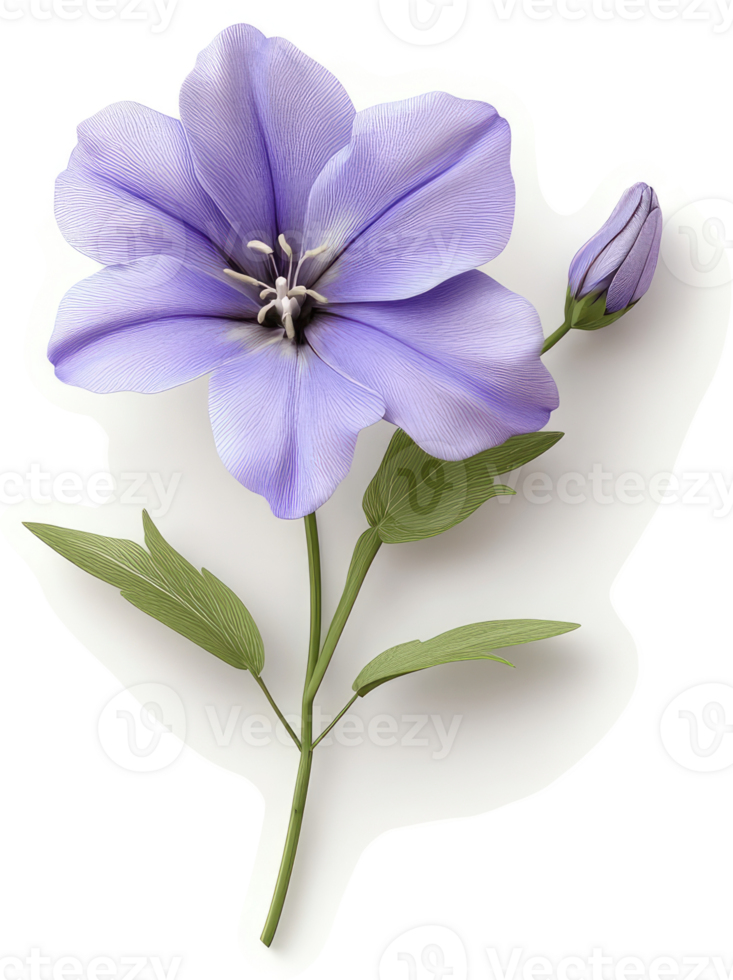 Delicate light purple flower with bud on a stem. png