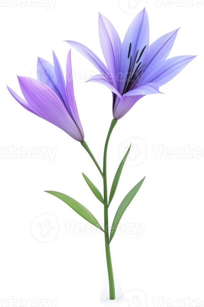 Two delicate, light purple lilies on a slender stem. png