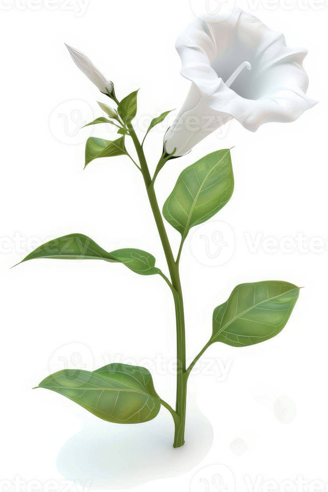 Isolated, elegant white trumpet flower on a slender stem. png
