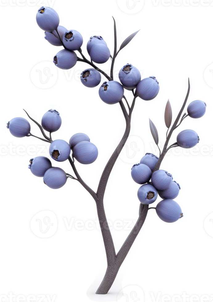 Purple berries cluster on a branch. png