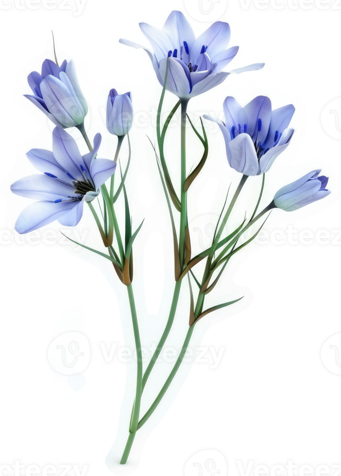 Delicate light purple flowers with slender stems. png
