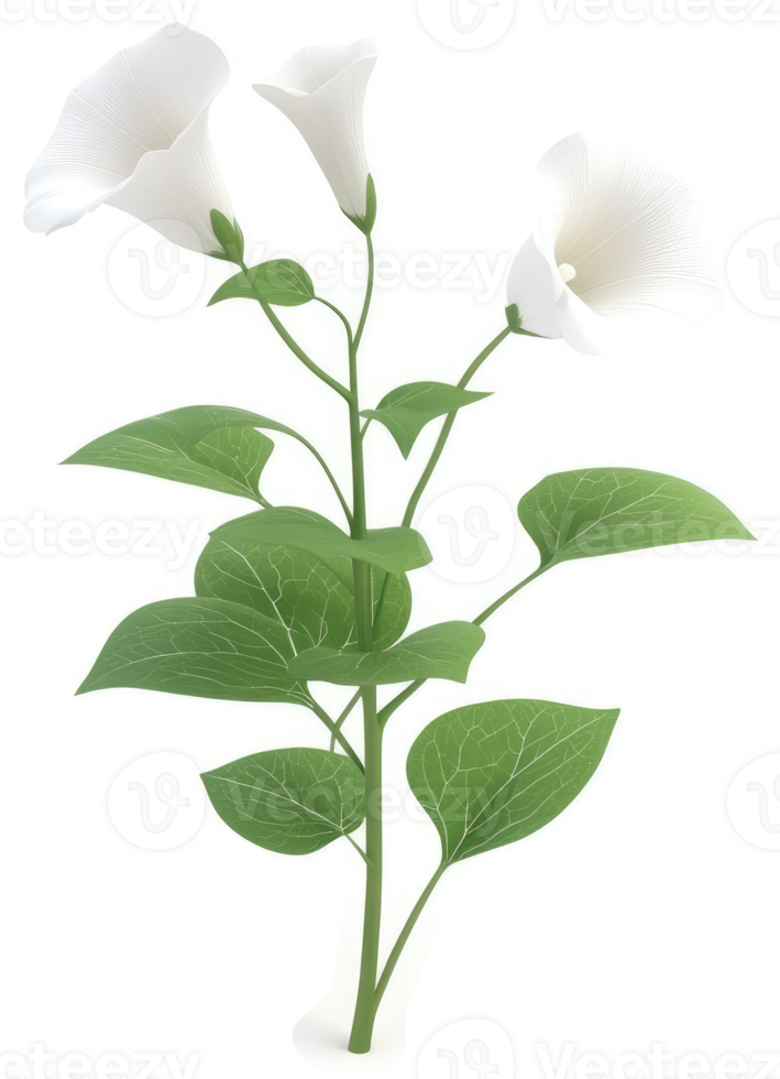 Delicate white flowers bloom atop a slender stem. png
