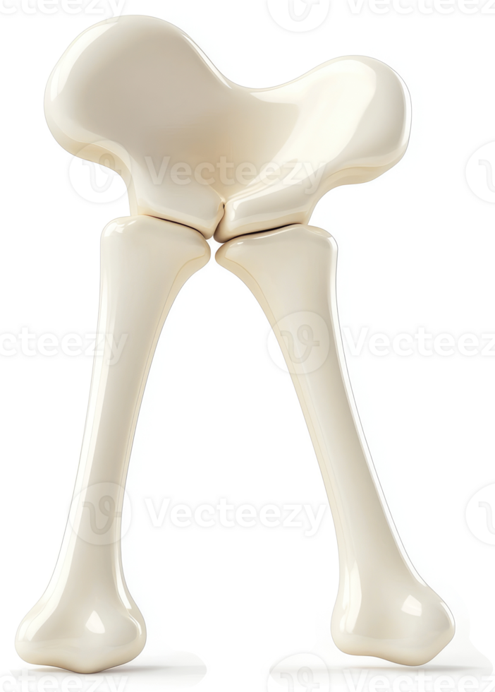 The hip joint's articulation of two long bones. png