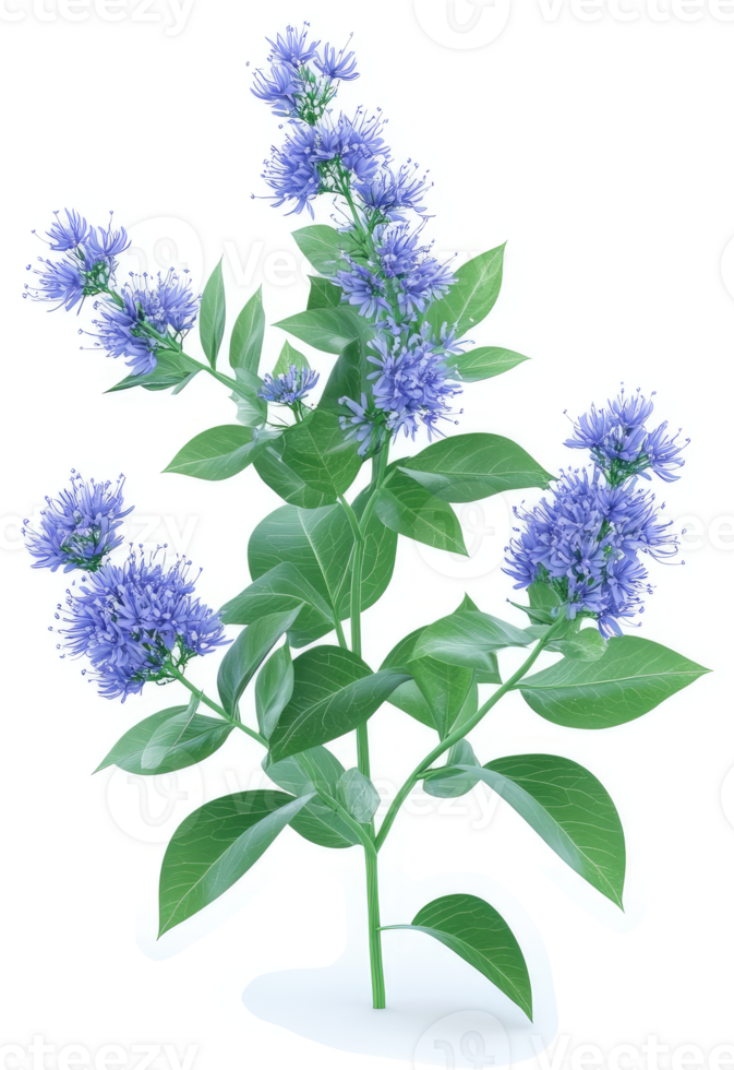 Vibrant cluster of light purple flowers on a leafy plant. png
