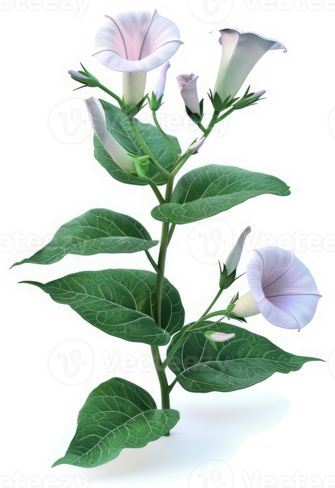 Pale-pink trumpet flowers and foliage on a plant stalk. png