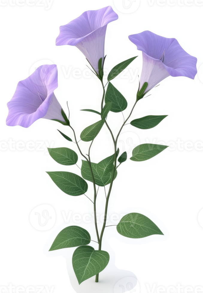 Three light purple trumpet flowers on stems with leaves. png