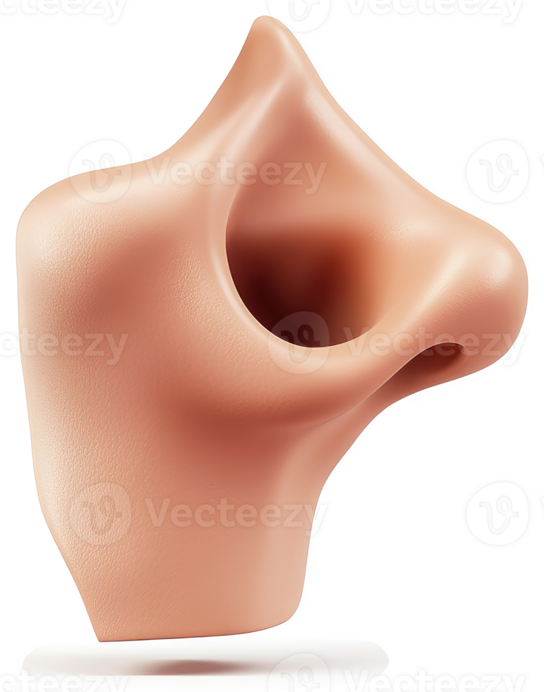 Realistic illustration of a human nose. png