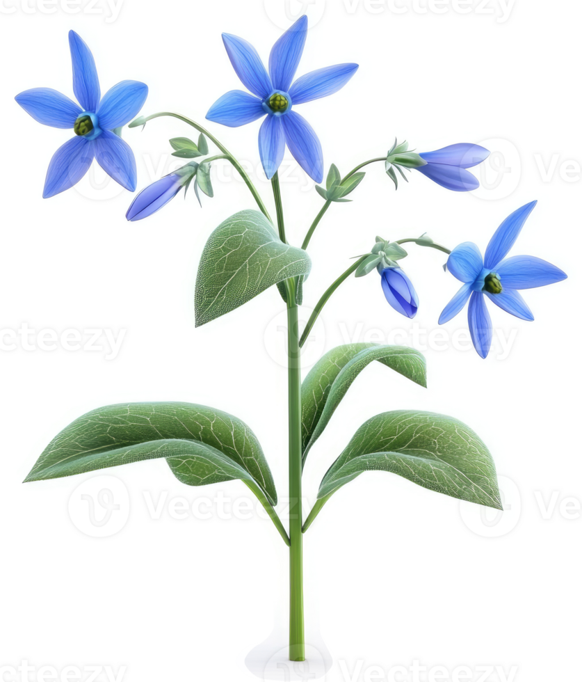 Vibrant cluster of light blue flowers with lush foliage. png