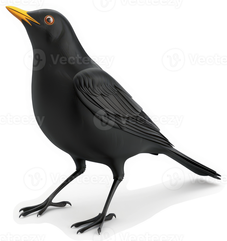 Blackbird in profile view, a detailed illustration. png