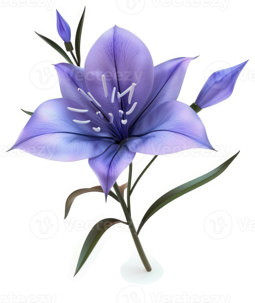 A vibrant, light purple lily blossoms with delicate buds. png