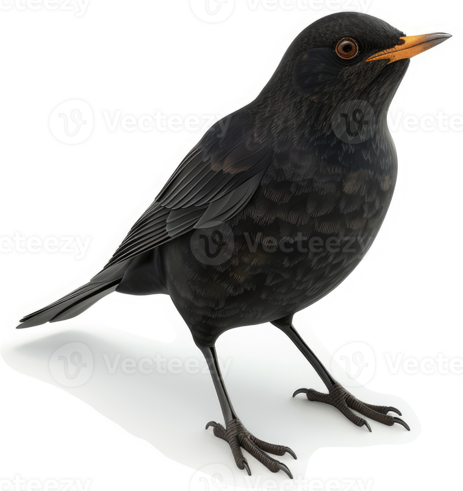 Close-up view of a glossy black bird. png