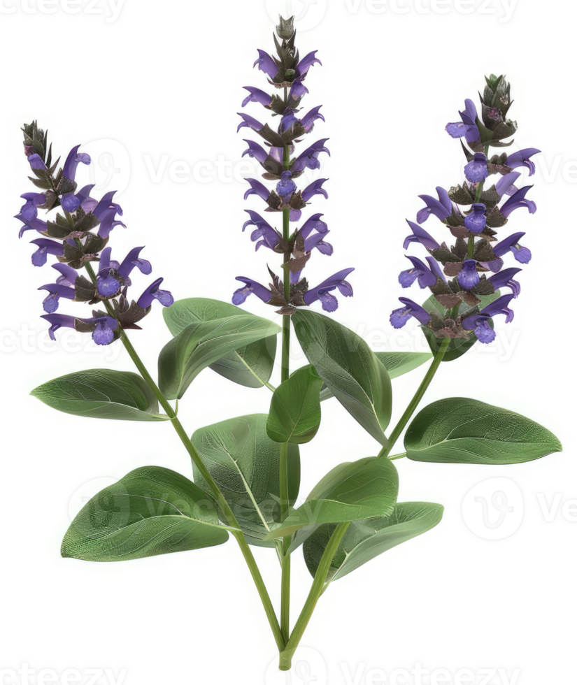 Three sprigs of vibrant purple sage blossoms. png