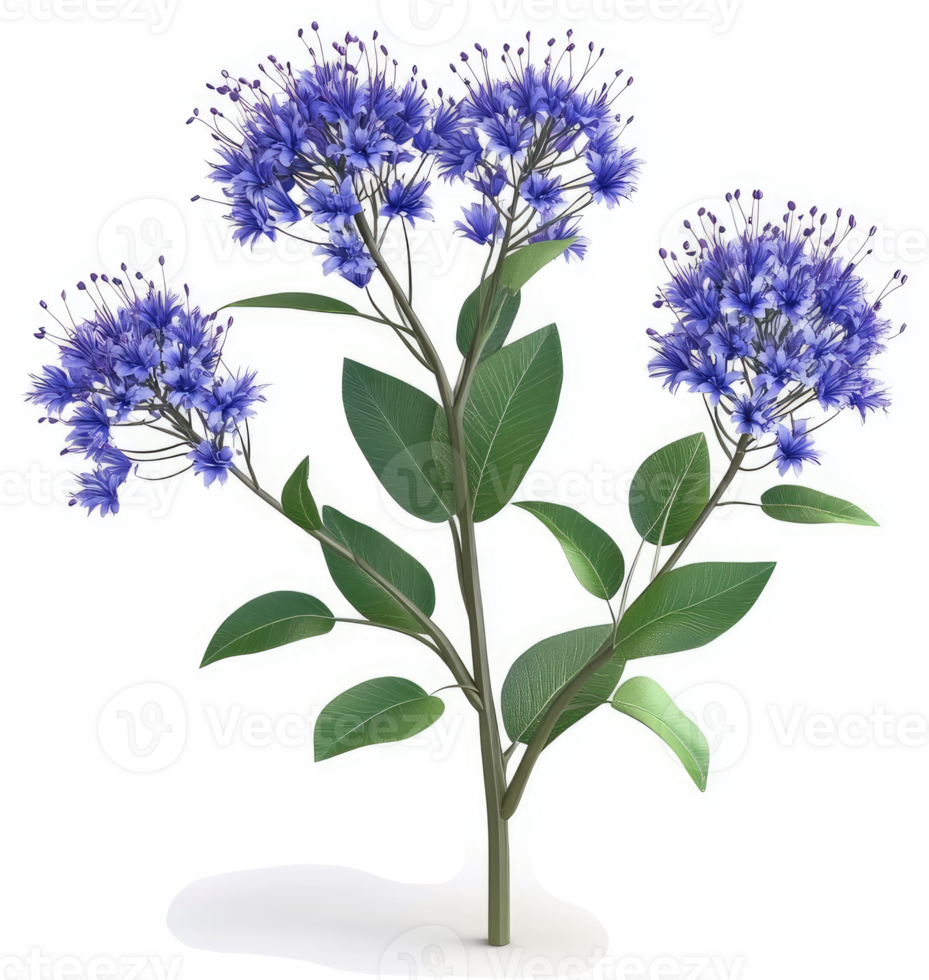 Three vibrant purple clusters of flowers atop a leafy stem. png