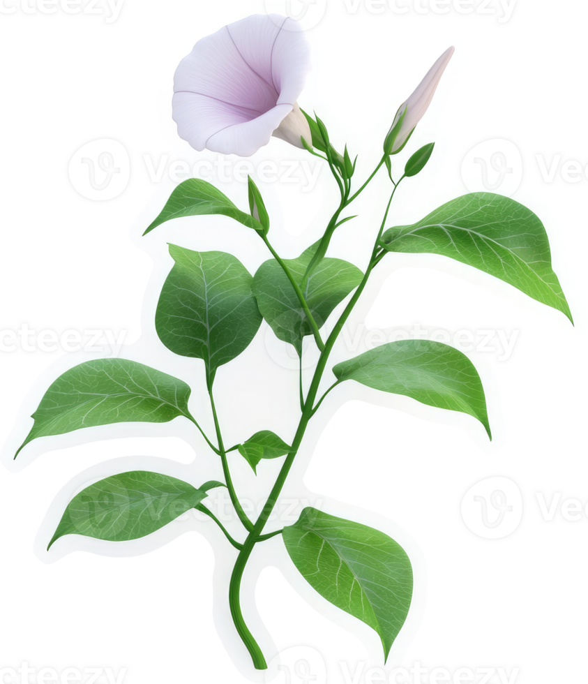 Light purple trumpet flower with leaves and buds. png