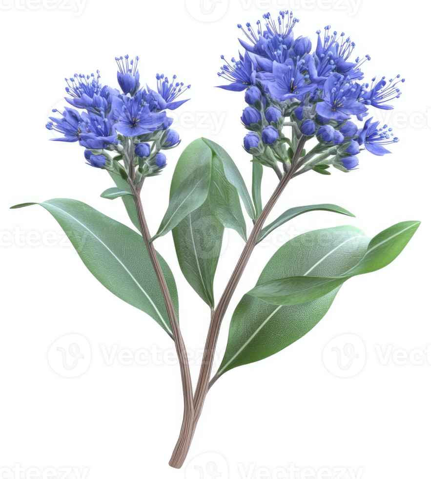 Two sprigs of vibrant blue flowers with green leaves. png