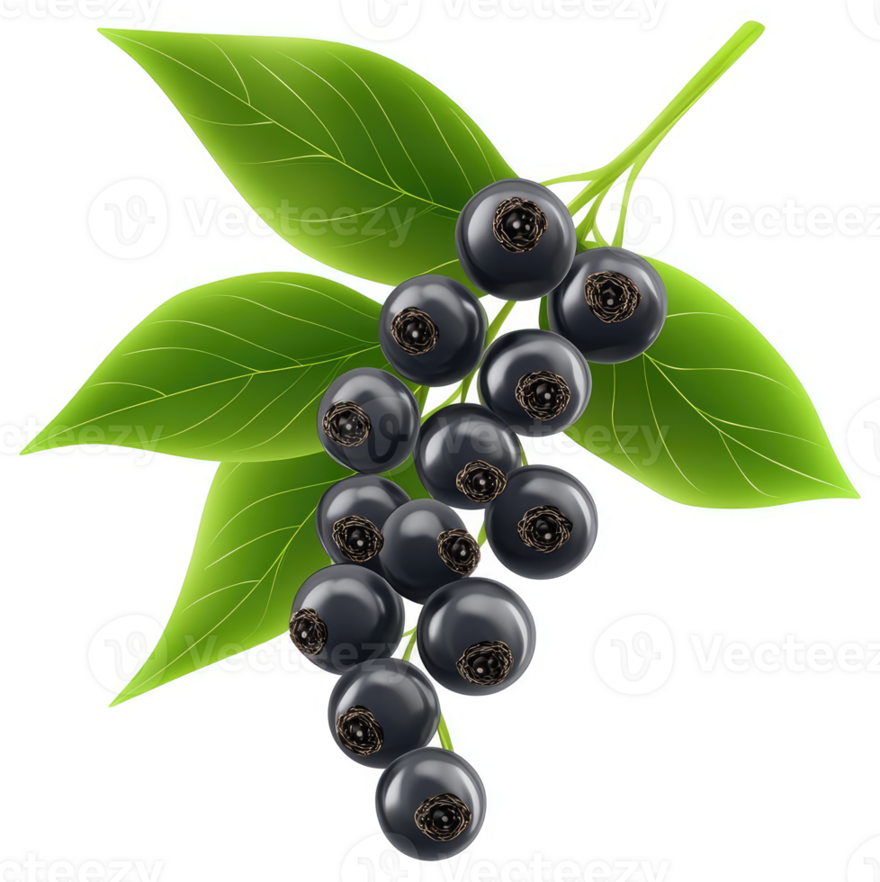 Dark blue berries cluster on a branch with vibrant leaves. png