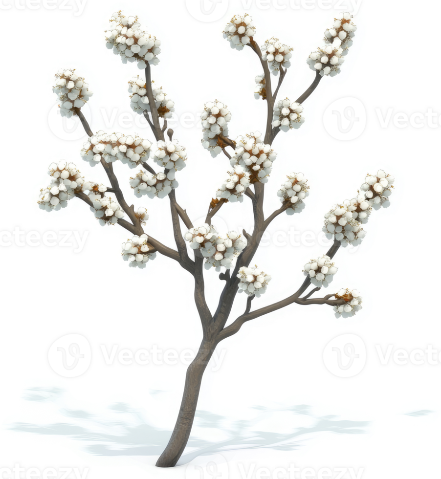 Small flowering shrub with clusters of delicate white blossoms. png