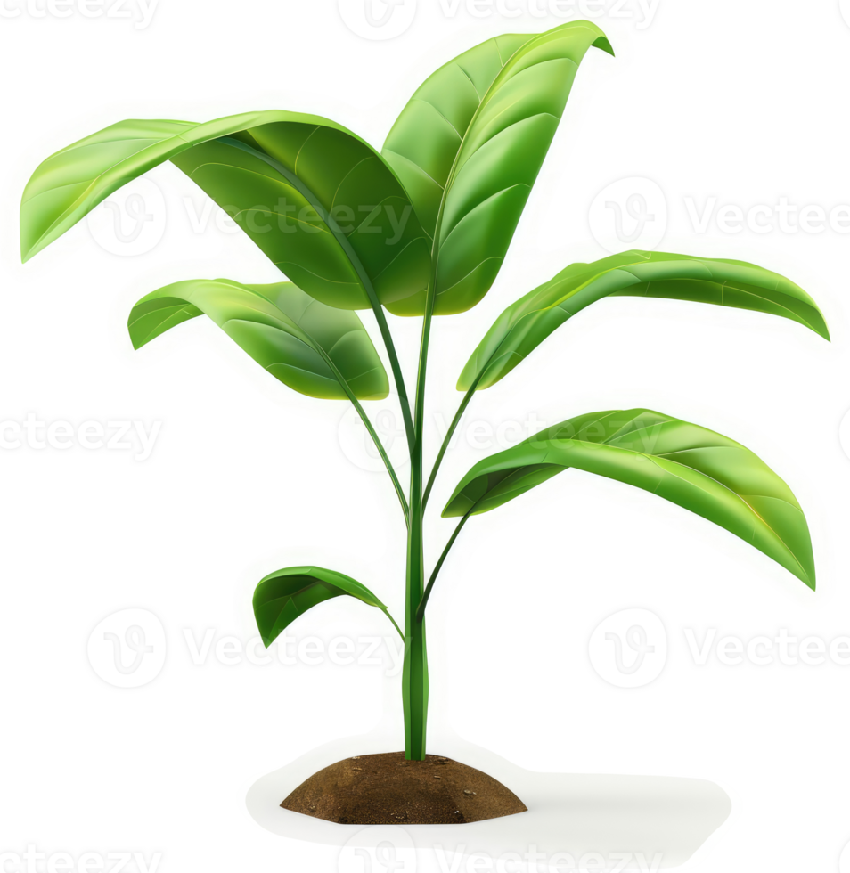 Vibrant green sprout with broad leaves emerging from soil. png