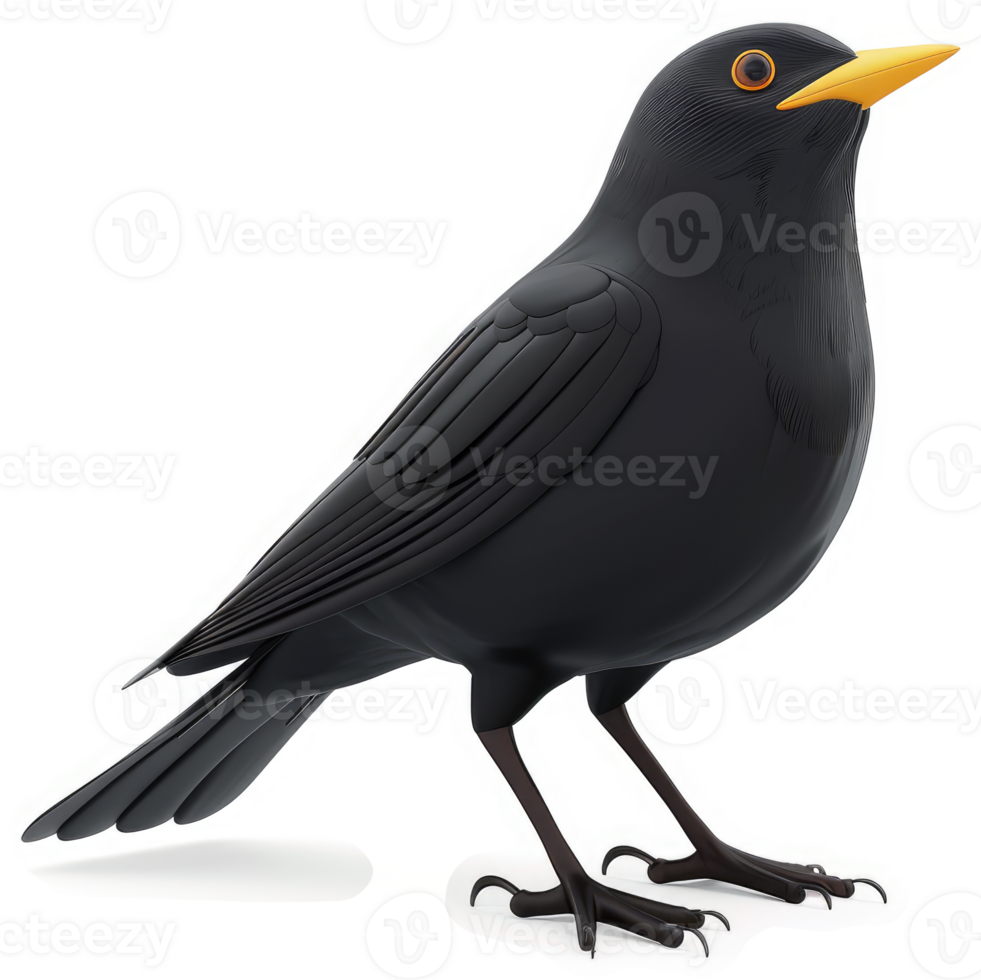 Detailed illustration of a glossy blackbird. png