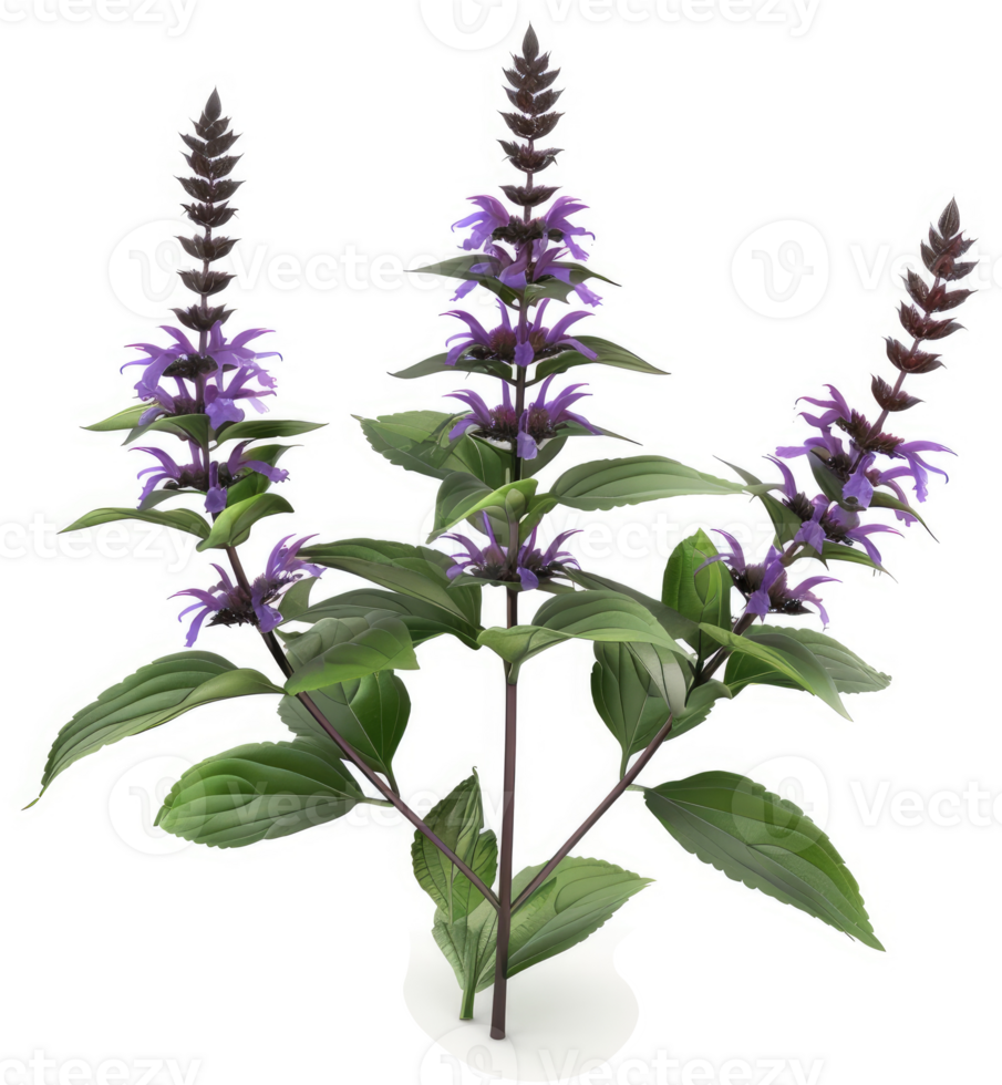 Purple flower sprigs with vibrant foliage. png