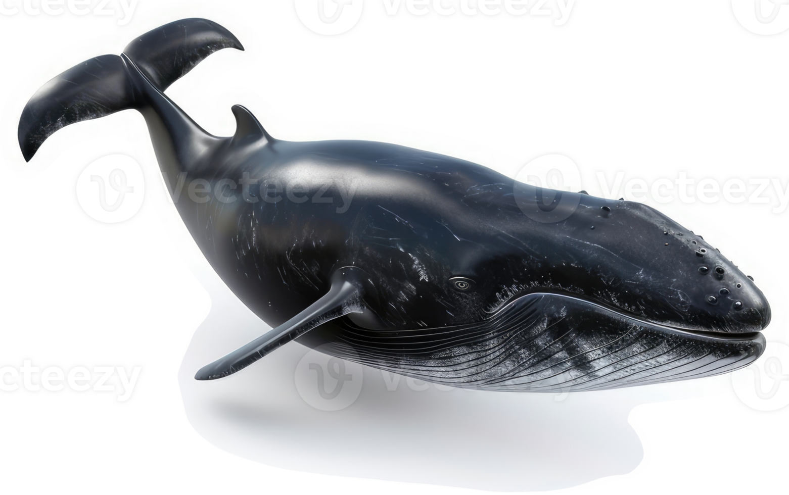 Majestic fin whale gracefully swimming in the ocean depths. png