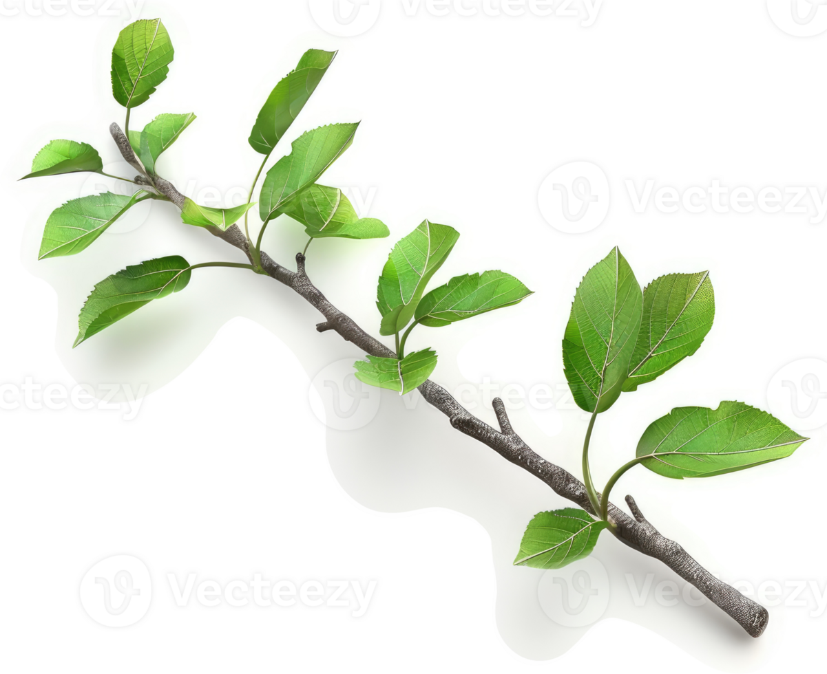 A slender branch with fresh spring leaves. png