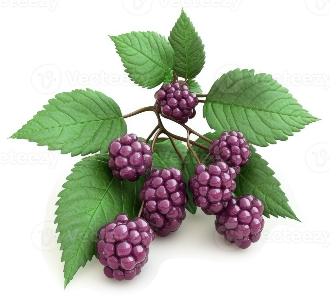 Cluster of plump, dark purple raspberries with leaves. png