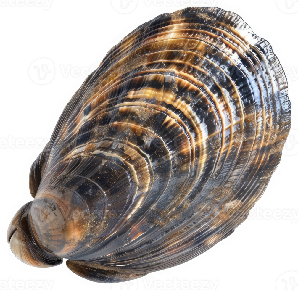 Detailed view of a dark, patterned bivalve shell. png