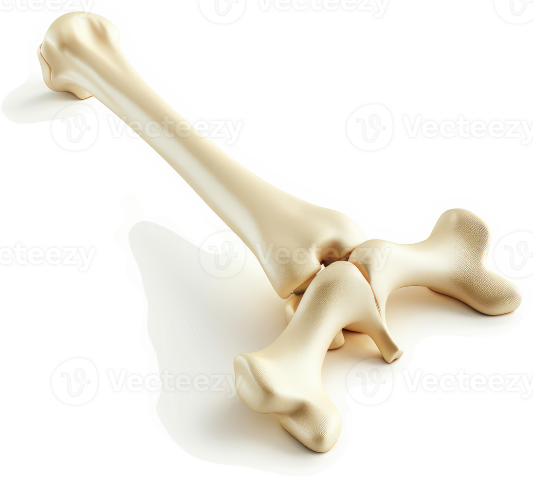 Diagram of a human femur bone with a knee joint. png