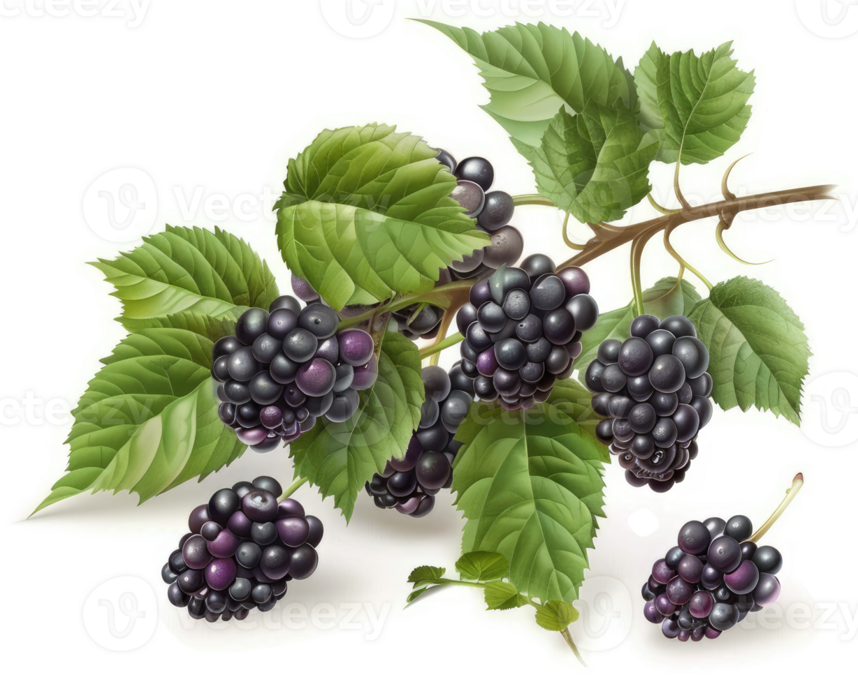 Vibrant blackberries on a branch with lush leaves. png