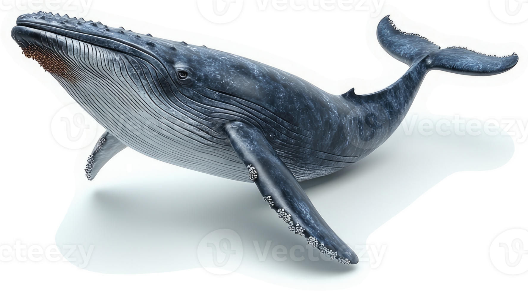 Majestic blue whale in dynamic swimming posture. png