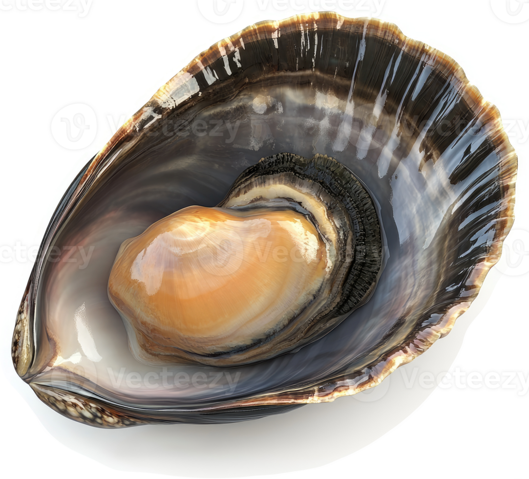 Close-up view of a dark-colored clam shell. png