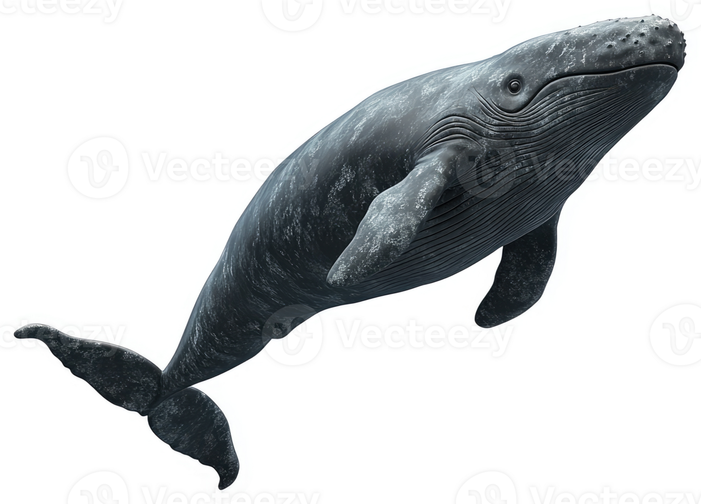 Gray whale leaping gracefully out of the water. png
