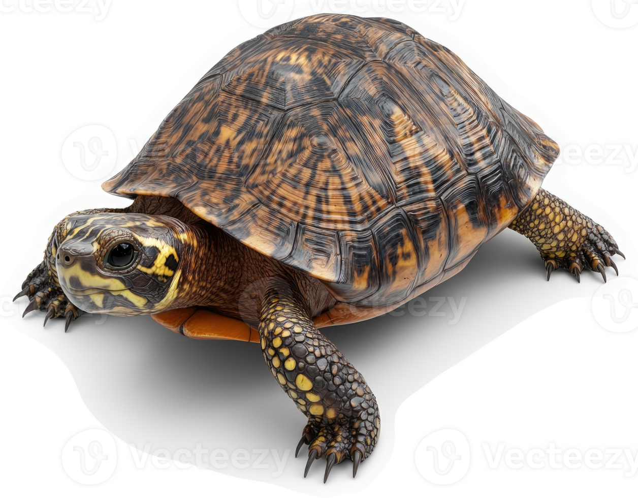 A patterned eastern box turtle rests on a plain surface. png