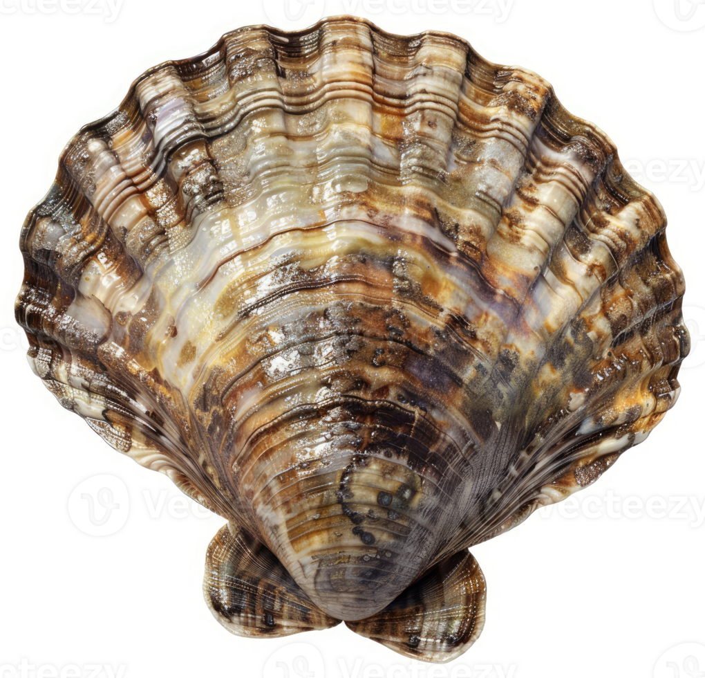 Detailed view of a scallop shell's intricate patterns. png
