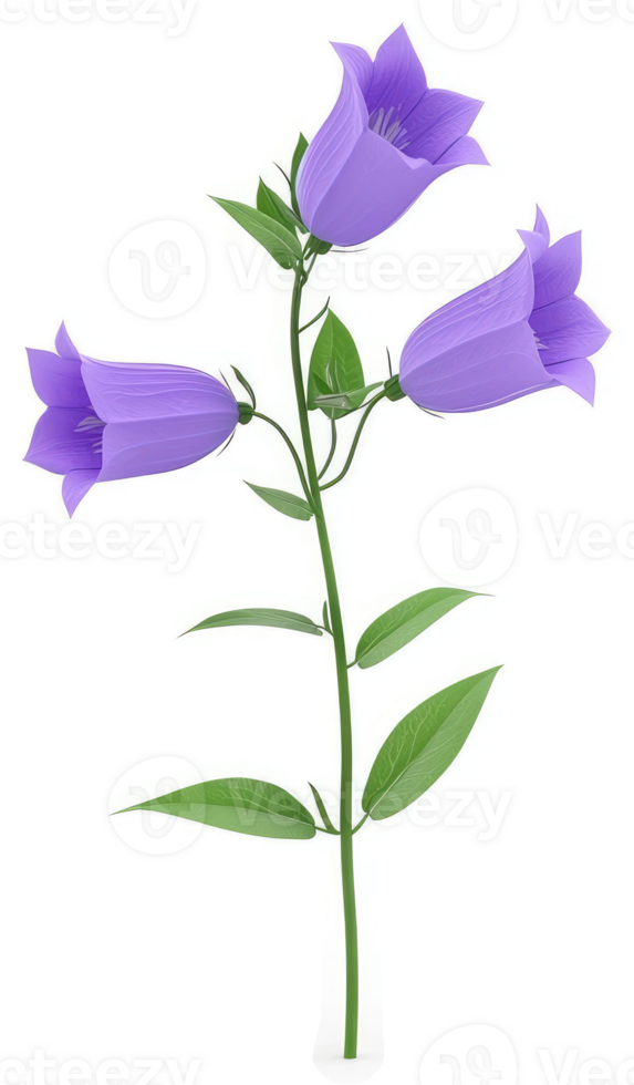 Three delicate purple bell flowers bloom on a slender stem. png