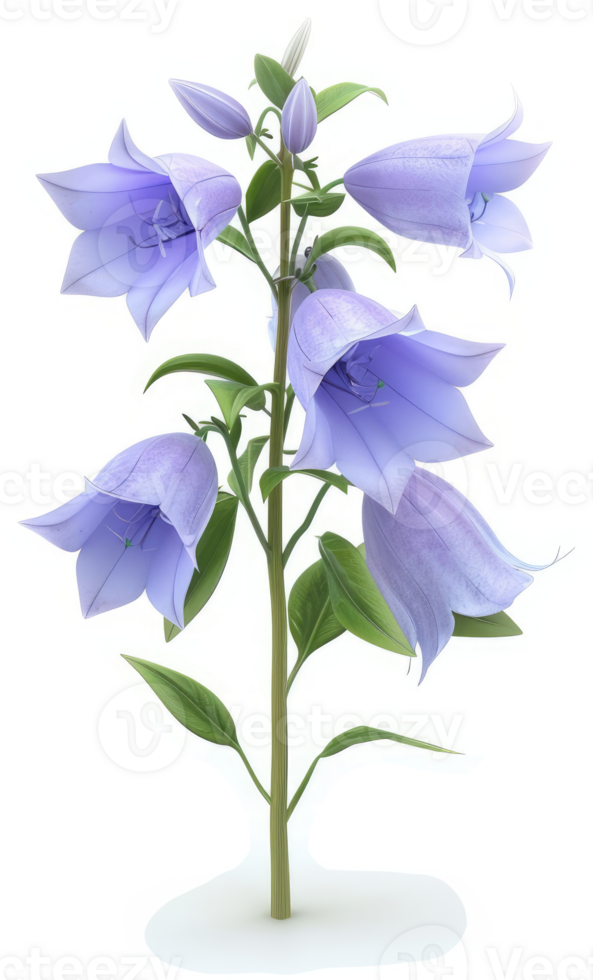 Light purple bellflower plant with delicate leaves. png