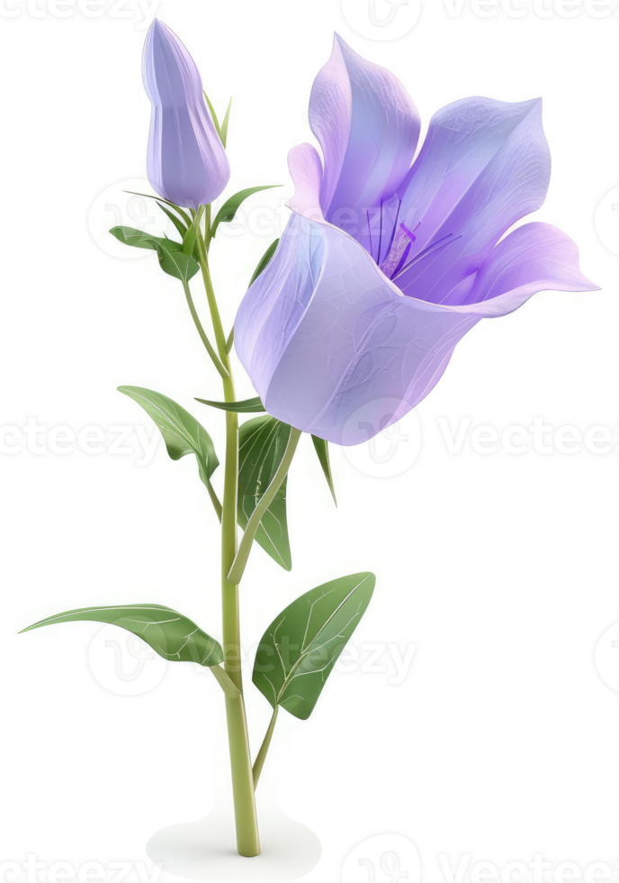A delicate, light purple bellflower blooms elegantly. png