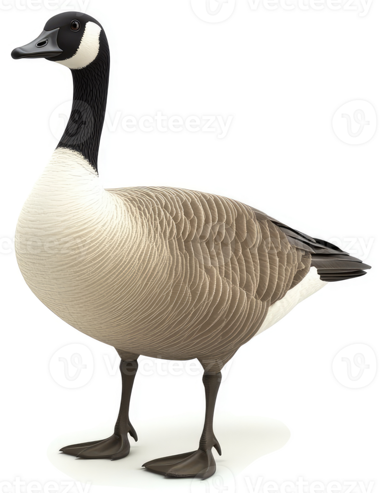 Canada goose, a robust and elegant waterfowl. png
