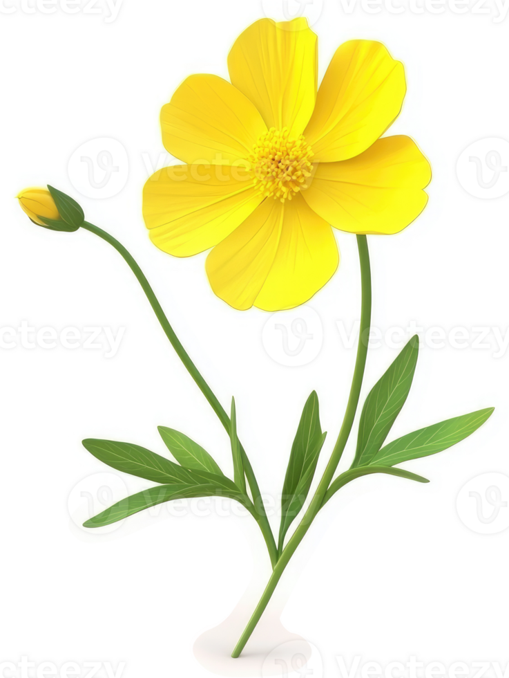 Vivid yellow flower with two buds and leaves. png