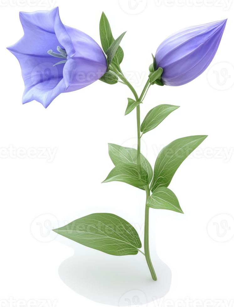 Two vibrant purple bellflowers on a slender stem. png