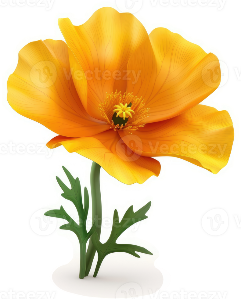 Vibrant California Poppy in Full Bloom. png