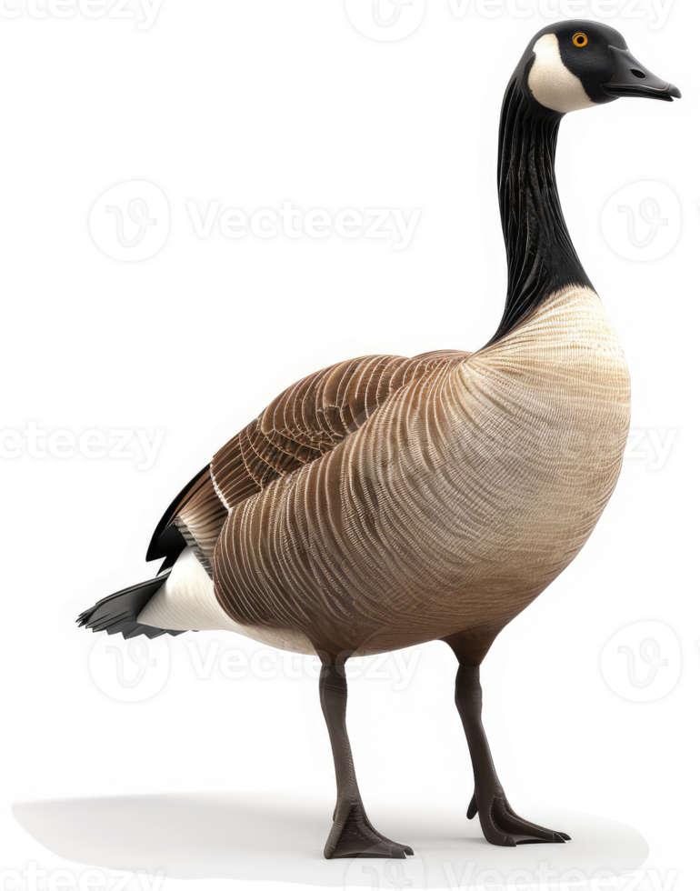 A canada goose stands alert in profile view. png