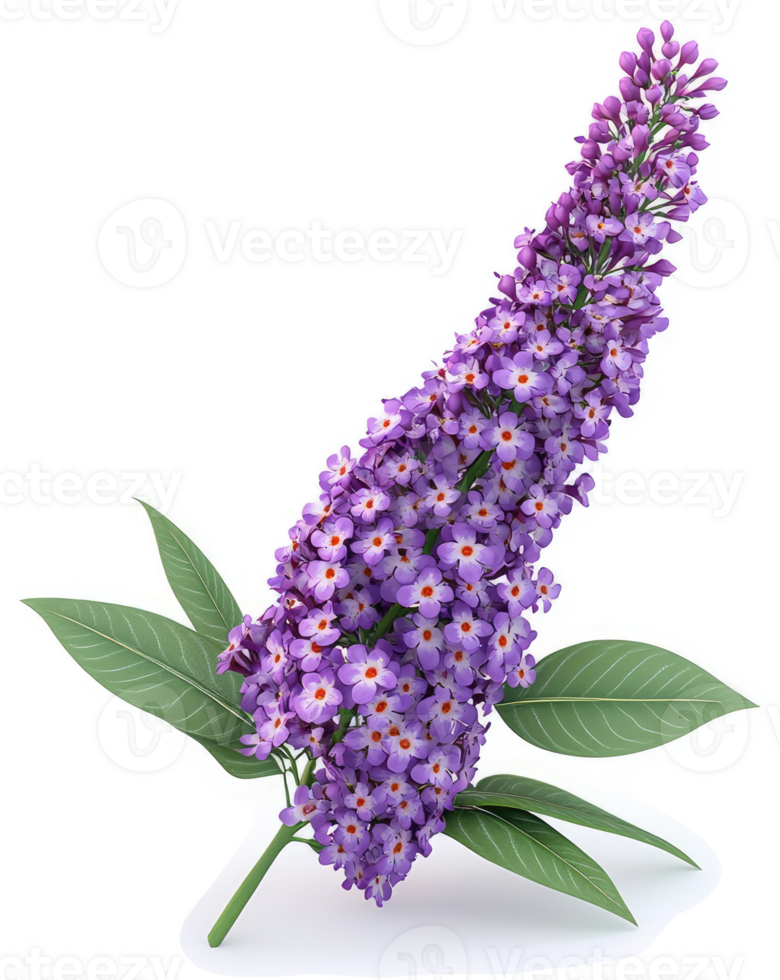 Vibrant purple flower with delicate, clustered blossoms. png