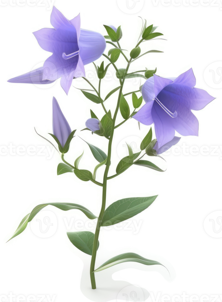 Vibrant purple bellflowers on a slender stem. png