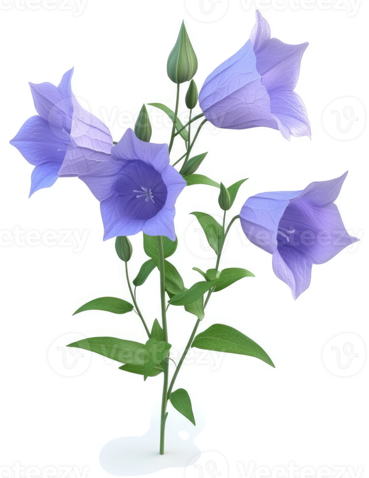 Light purple bell flowers on a stem. png